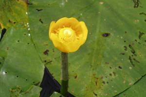 Lilly-closeup.jpg