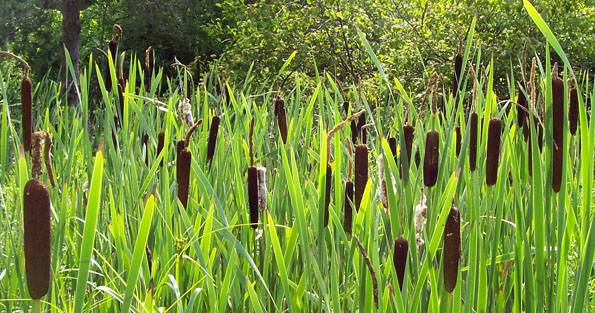 Cattails-cropped.jpg