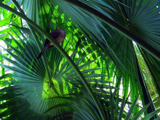 Jungle Leaves.jpg