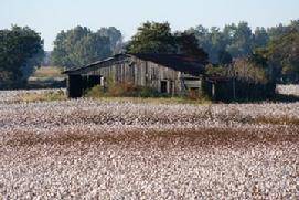 Cotton Field Storehouse.JPG