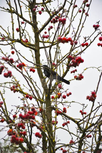 Crow__by_Efag.jpg