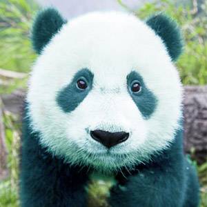 pondabear cub.jpg
