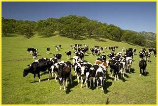 ackina cows.jpg
