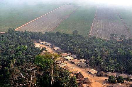 AddaxPlantationSierraLeone.jpg