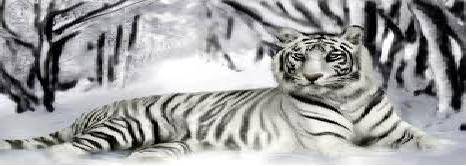 Temp White Tiger.JPG