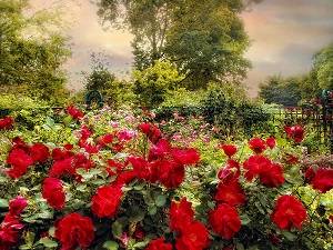 Rose garden-small.jpg