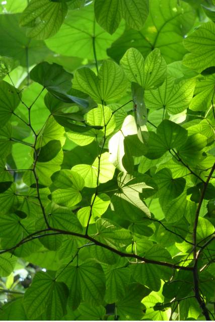 leafe background.jpg