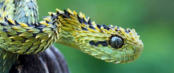 bush-viper-snake resize.jpg
