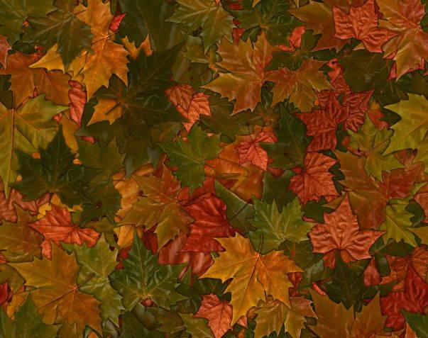 leaves.jpg