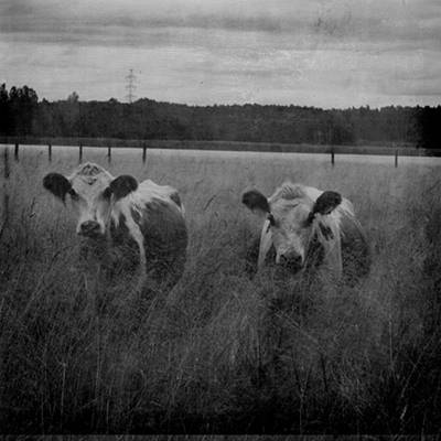cows.jpg
