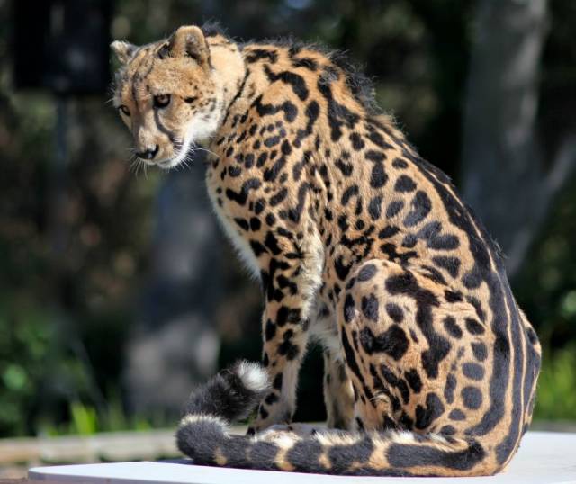 king-cheetah-charlie-1399020-h.jpg