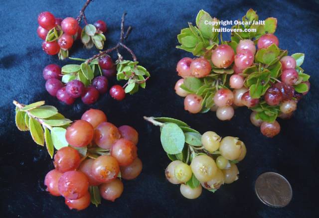 OheloBerry4ColorsVacciniumReticulatum.jpg