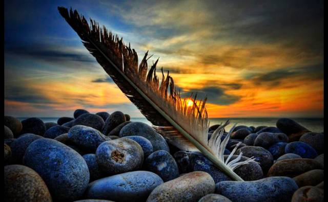 feather.jpg