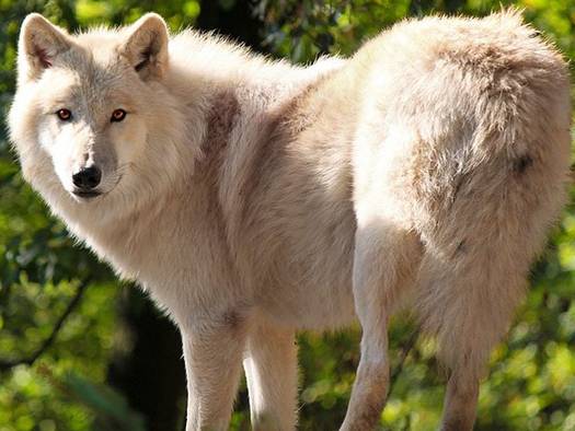 roricwolf1.jpg