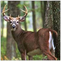 Deer.jpg
