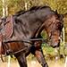 Horsemanship.jpg