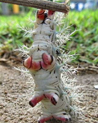 Hatchis Caterpillar.jpg