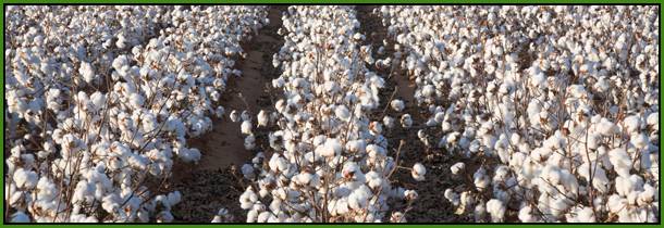 cotton-field1.jpg