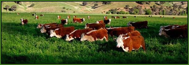 Cows_in_green_field_-_nullamunjie_olive_grove.jpg