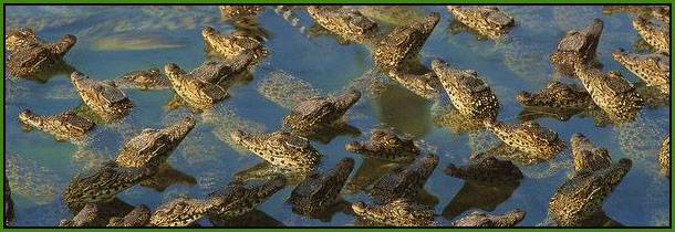 Young-Cuban-crocodiles-at-farm.jpg