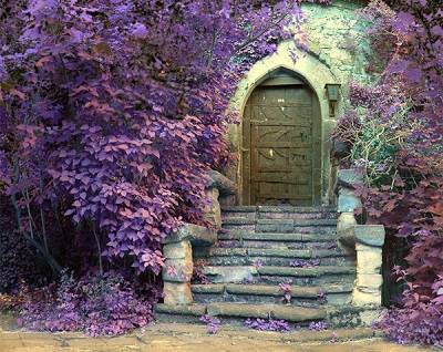 Magic Door Amongst Purple Leaves (1).jpg