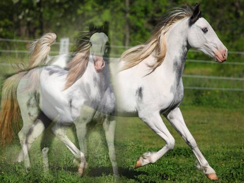 Horse.jpg