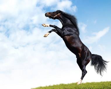 ist2_4764241_black_horse.jpg