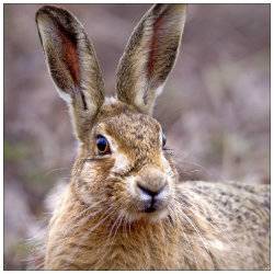 Hare.jpg