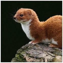 Ermine.jpg
