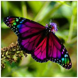 Butterfly.jpg