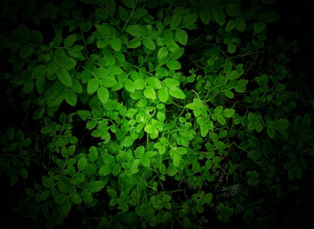 Leaves.jpg