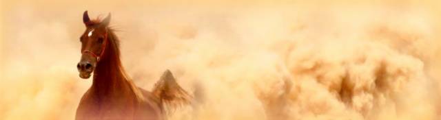 Desert Horse Banner 2.jpg