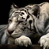 tigerav.jpg