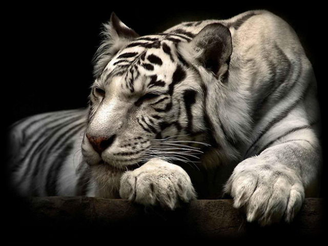 tigercode4.png