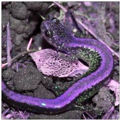 Salamander.jpg