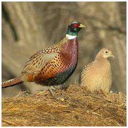 pheasant.jpg