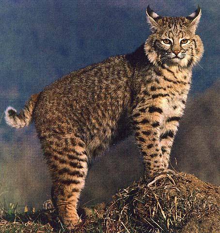 Bobcat_04.jpg