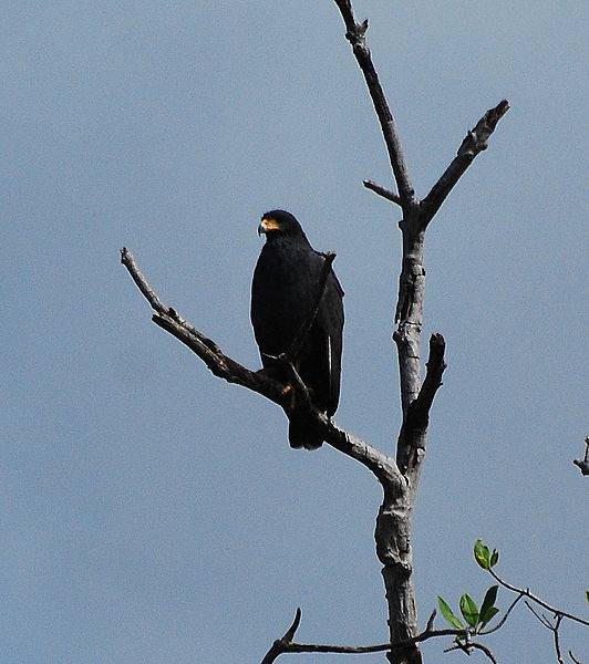 532px-Mangrove_Black_Hawk.jpg