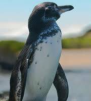 Pengu.jpg