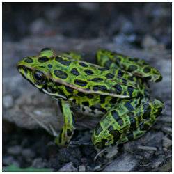 frog.jpg