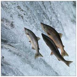 Salmon.jpg