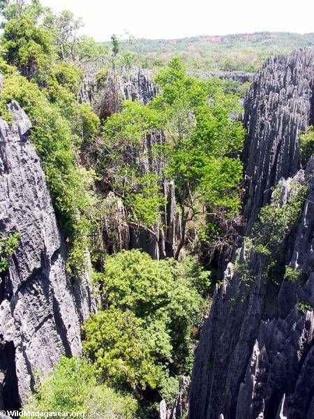 tsingy_forest.JPG