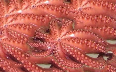 nine_tentacled_octopus_edit.jpg
