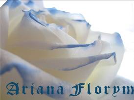 white_rose_by_yokopoko-1-1.jpg