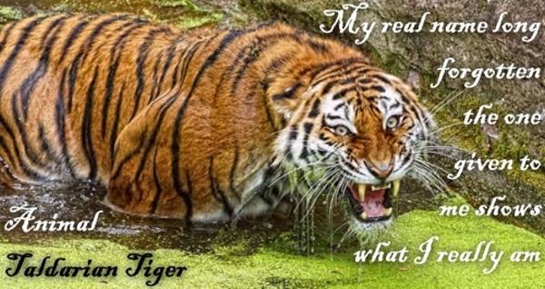 Animal_tiger_box_600.jpg