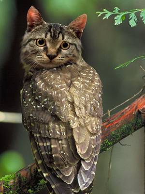 owlcat1.jpg
