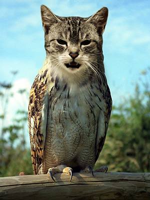 owlcat2.jpg