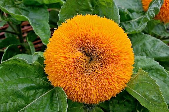 WR Flower 2.jpg