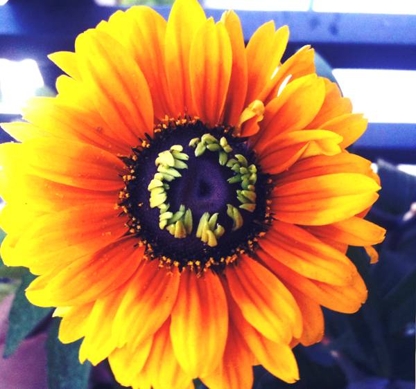 WR Flower 3.jpg