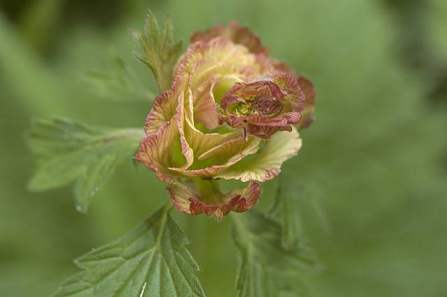 WR Flower 6.jpg